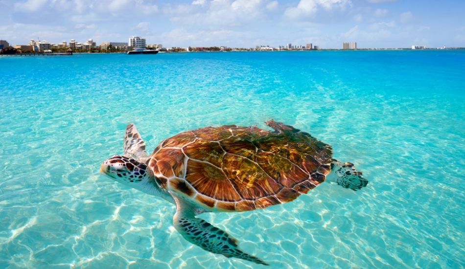 Why More Americans Are Investing in Riviera Maya Real Estate in 2025
